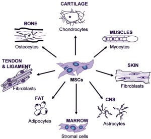 adult-mesenchymal-stem-cells